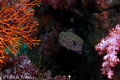 A Spotted boxfish hiding among colourful coral at stonehendge Koh Lipe.