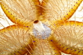 Venomous Hawaiian Blue Spotted Sea Urchin lures with its colourful pattern.