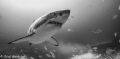 Great shark. 
Picture was taken with a sony nex 5 and nauticam housing during an trip with Rodney fox shark expedition.