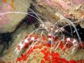 Need a clean, dad? :0) juvenile banded boxer shrimp hitching a ride on an adult, cleaning (haircut?) it at the same time..