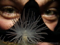 sea ​​anemone and eyes