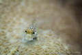 Say Cheeeeeese! Nice goby moving around on the local corals!