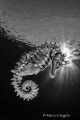 Seahorse in bw
