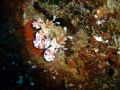Harlequin Shrimp Pair- 25 ft cybershot 5.1 w/out strobes