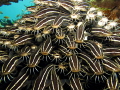 A school of juvenile striped eel catfish licking the camera