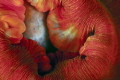 Seduction by a sea anemone