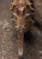 Thorny Seahorse