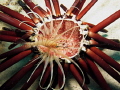 A juvenile lionfish (Pterois volitans) stalking something inside a dead slate-pencil urchin. Loved the pink and red.