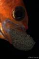 Apogon fish with eggs.