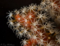 seeing stars...soft coral