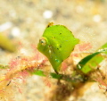 This little guy, about 3 mm high was hanging out within the sea grass, hard to spot, but harder still was the shrimp, which I did not see until I had the image on my computer...Small World.