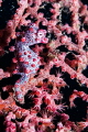 Red Pigmy Seahorse