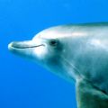 Red Sea, Shaab el Erg, friendly female dolphin
