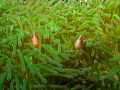 Clownfish peeking out of anemone.