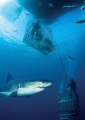 Guadalupe Great white layered in to a cage shot from the same day Guadalupe Great white layered in to a cage shot from the same day