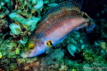 Labridae Labridae