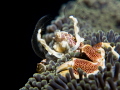 Porcelain crab Porcelain crab