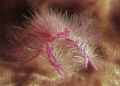 hairy squat lobster hairy squat lobster