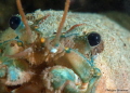Crayfish in the Geneva Lake Crayfish in the Geneva Lake