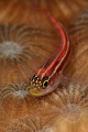 goby goby