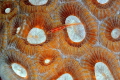 goby goby