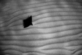 A spotted eagle ray glides over the sand. A spotted eagle ray glides over the sand.