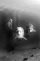 Trio Trio