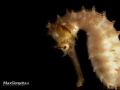 portrait of white sea horse portrait of white sea horse