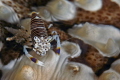 Bumblebee Shrimp Bumblebee Shrimp