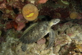 The Odd Couple Turtle and remora taking a time out under a ledge. Roatan Marine Park. The Odd Couple Turtle and remora taking a time out under a ledge. Roatan Marine Park.