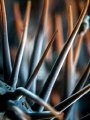 But he that dares not grasp the thorn Should never crave the rose. Anne Bronte. Crown of Thorns Ancanthaster planci. Mae Haad Thailand EM5 Oly 60mm 1/250 f6.3 iso100 Inon D2000 Inon UCL 165 H2O Tools 5x2 But he that dares not grasp the thorn Should never crave the rose. Anne Bronte. Crown of Thorns Ancanthaster planci. Mae Haad Thailand EM5 Oly 60mm 1/250 f6.3 iso100 Inon D2000 Inon UCL 165 H2O Tools 5x2