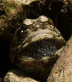 Male banded jawfish with eggs Male banded jawfish with eggs