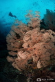 Beautiful fan corals blooming in sweeping currents... Indonesia. Beautiful fan corals blooming in sweeping currents... Indonesia.