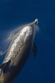 Common dolphin exhaling Common dolphin exhaling