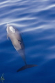 Common dolphin Common dolphin