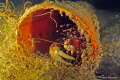 Crayfish and shrimp inside a tube Crayfish and shrimp inside a tube