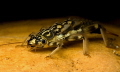 Monster of the River Current Nymph of Stonefly Plecoptera Monster of the River Current Nymph of Stonefly Plecoptera