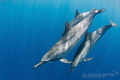 Soul savers Spinner dolphins in Hawaii Soul savers Spinner dolphins in Hawaii