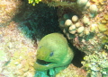 Green Moray Eel taken in San Pedro Belize Green Moray Eel taken in San Pedro Belize