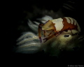 Emperor shrimp on top of a Hypselodoris tryoni nudibranch