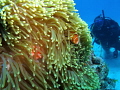 Clownfish playing peekaboo with diver.