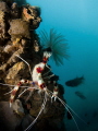 Banded Coral Shrimp under the peer Banded Coral Shrimp under the peer