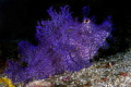 purple lacy rhinopea purple lacy rhinopea