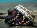 Coconut Octopust trying to hide Coconut Octopust trying to hide