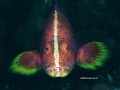 The face
Nikon D800E 105 macro twin strobo
Raja Ampat The face
Nikon D800E 105 macro twin strobo
Raja Ampat