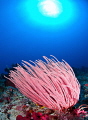 nikon D2x 10 5 mm nikon D2x 10 5 mm