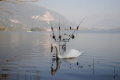 SWAN AND ITS REFLECTION SWAN AND ITS REFLECTION