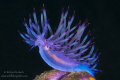 Redline Flabellina Lembeh Redline Flabellina Lembeh