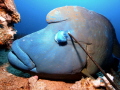 SAVE OUR SEAS
The massive napoleon of Dunraven with an harpoon on his head from side to side... He was still alive... no words for this slaughter SAVE OUR SEAS
The massive napoleon of Dunraven with an harpoon on his head from side to side... He was still alive... no words for this slaughter