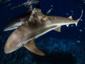 I shoot this photo on Yap dive site Vertigo. I shoot this photo on Yap dive site Vertigo.